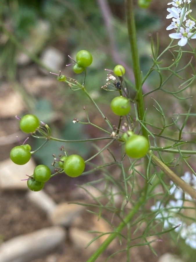Bifora radians fruit