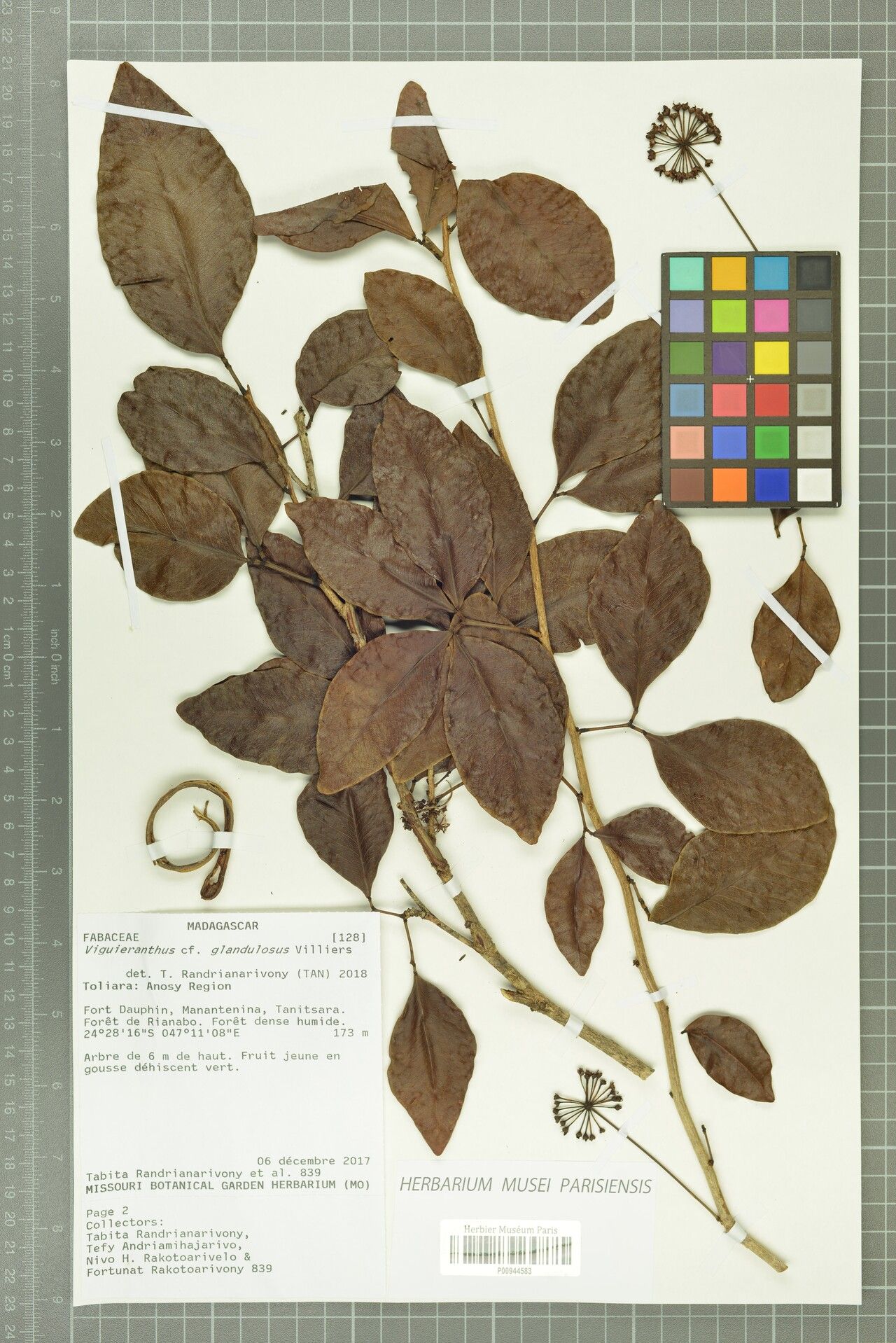 Viguieranthus glandulosus — related species from the same genus