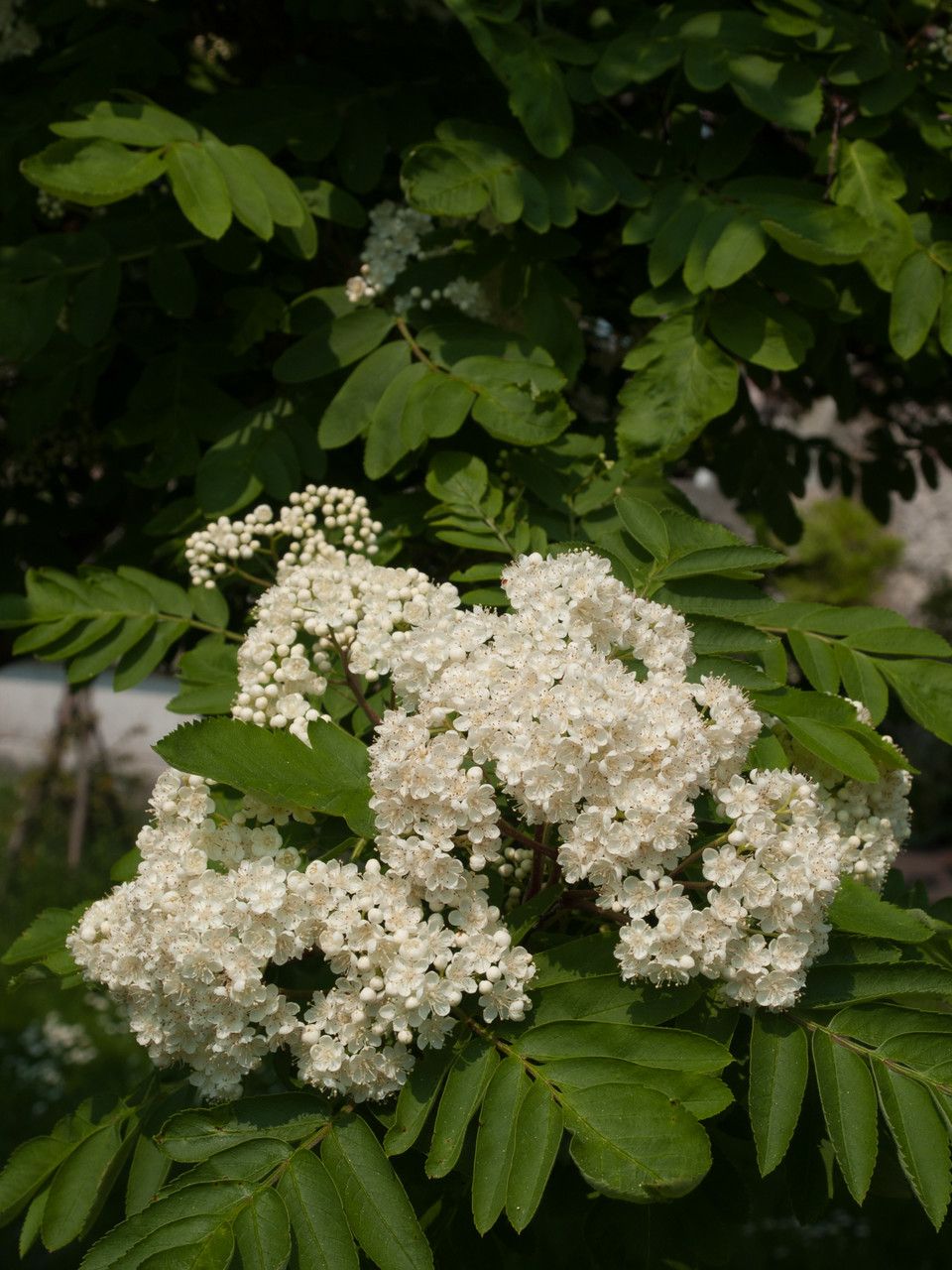 Hedlundia hybrida flower