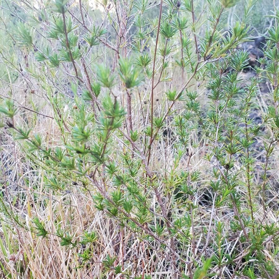 Hypericum fasciculatum leaf