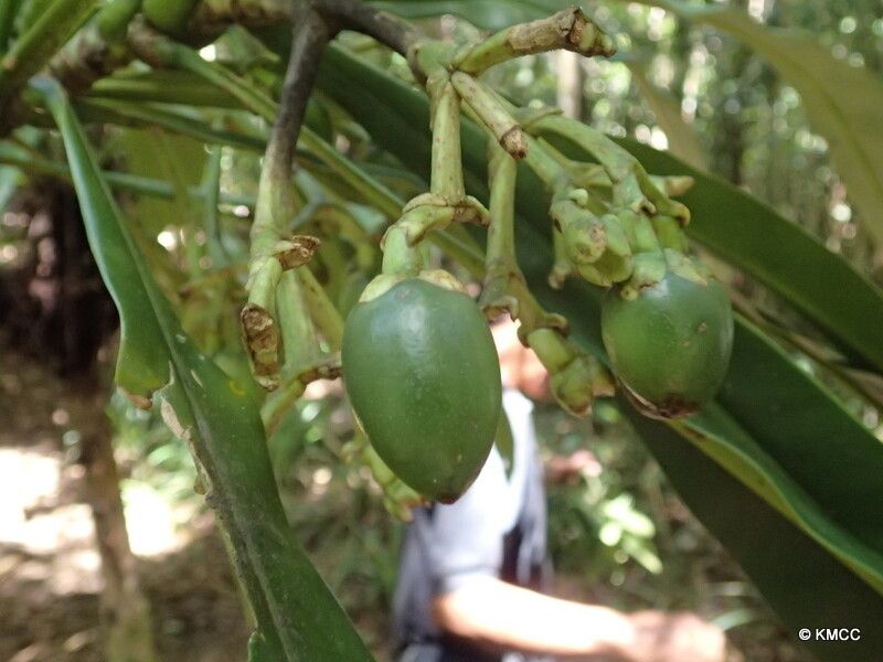 Anthocleista longifolia fruit