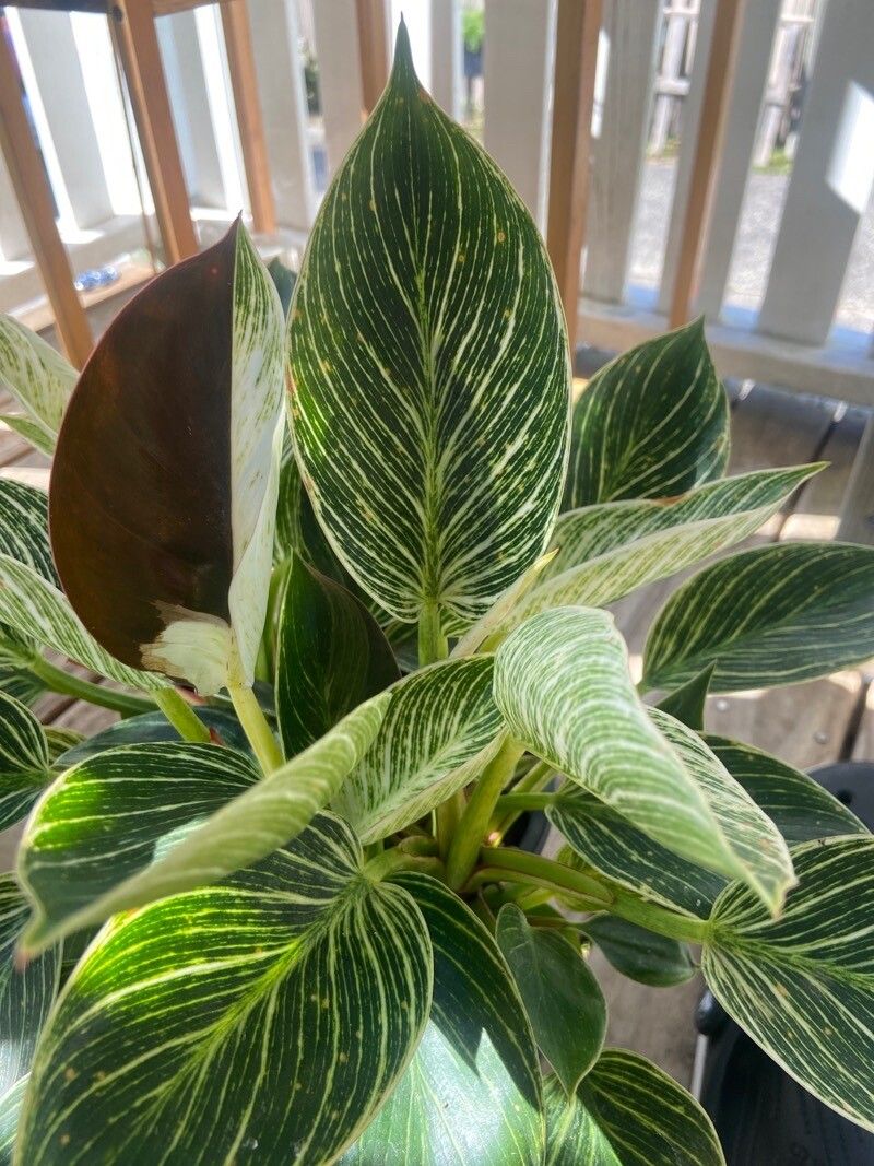 Goeppertia elliptica leaf