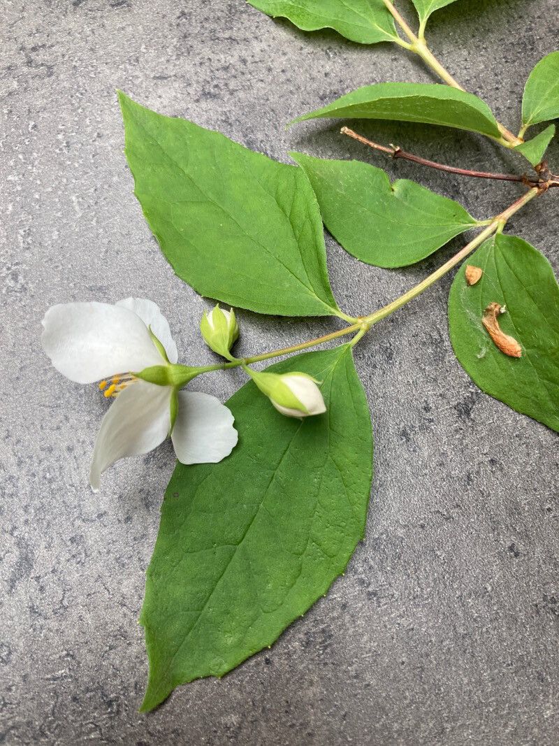 Philadelphus hirsutus leaf