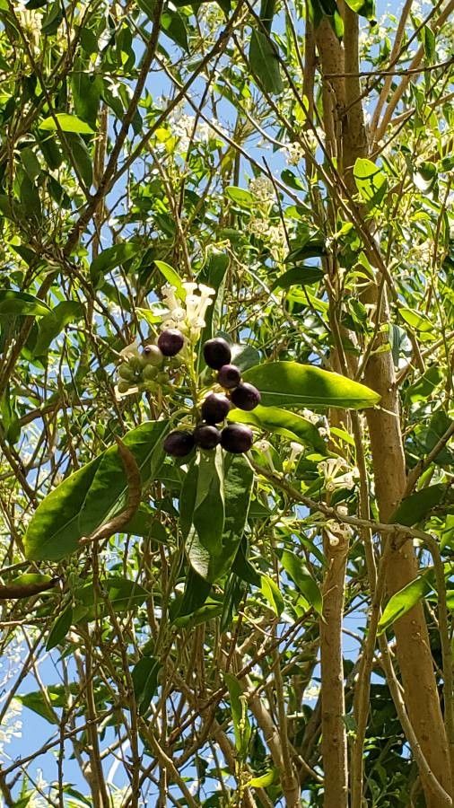 Cestrum diurnum fruit