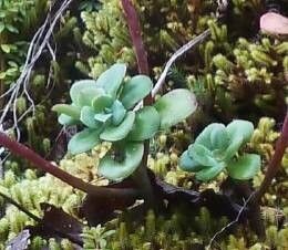 Echeveria brachetii — houseplant care guide