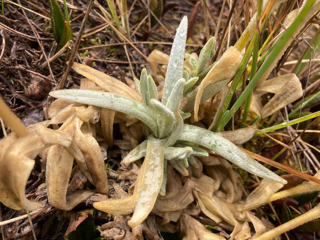 Cerastium floccosum — search result for 'Cerastium'