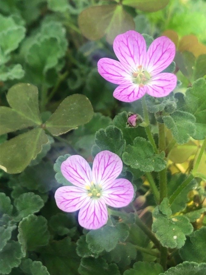 Erodium corsicum flower