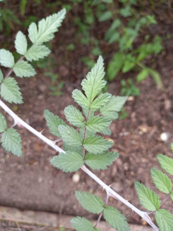 Sorbus x dacica leaf