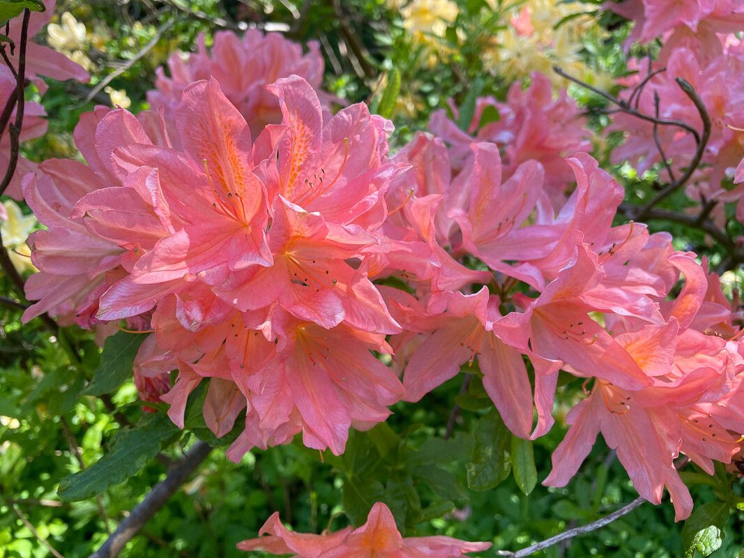 Rhododendron molle flower