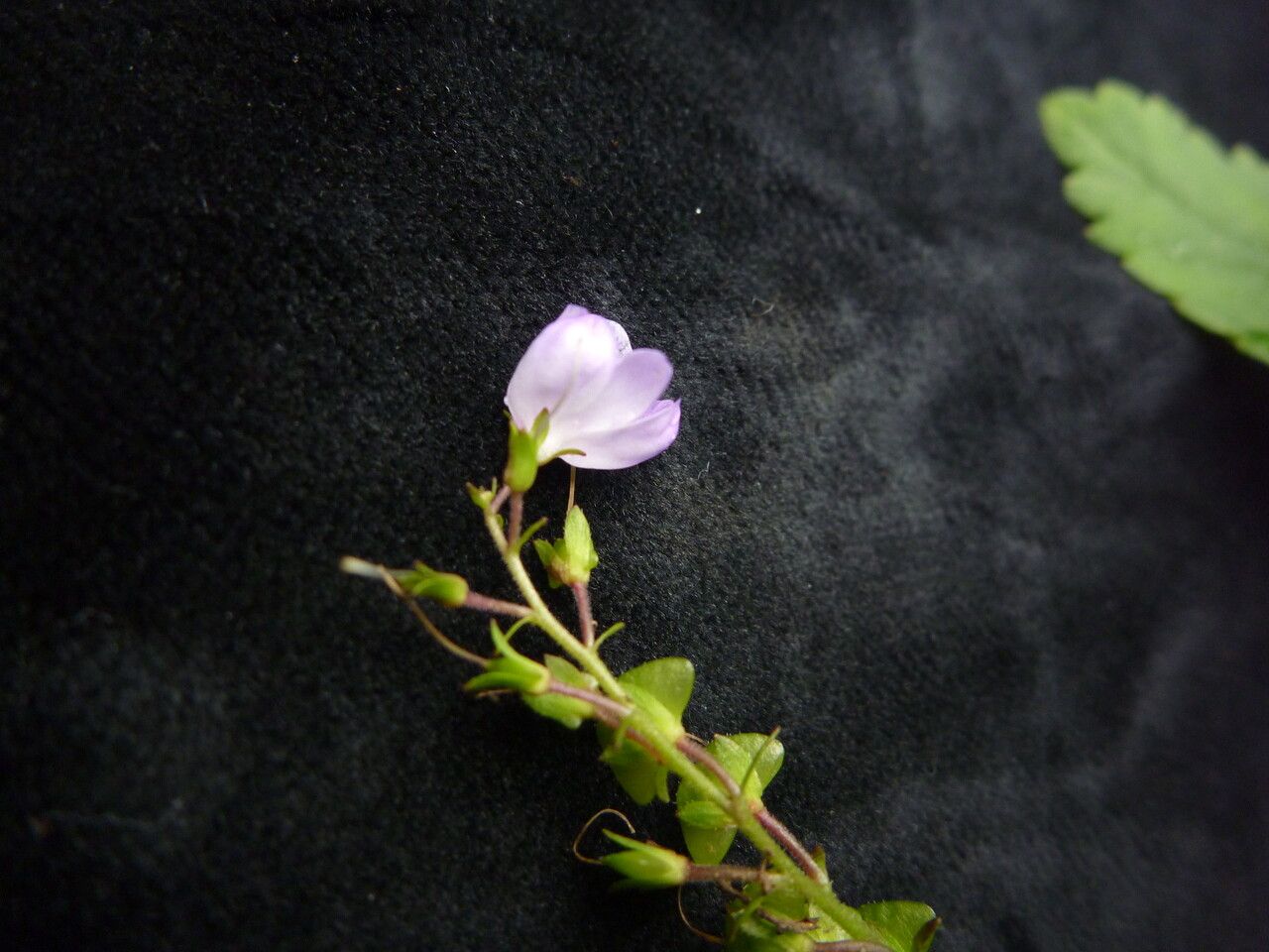 Veronica robusta — houseplant care guide