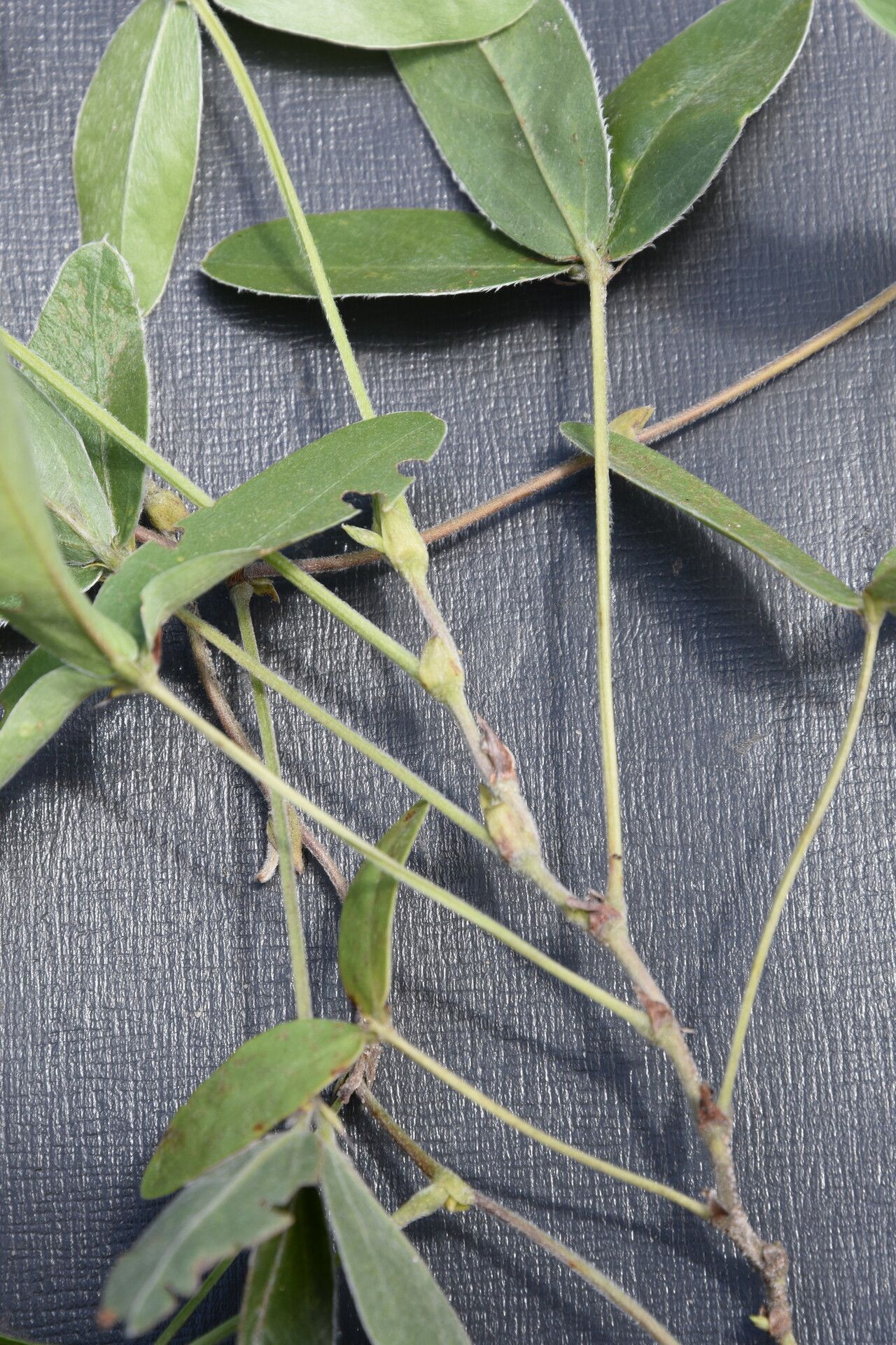 Macrotyloma rupestre — houseplant care guide