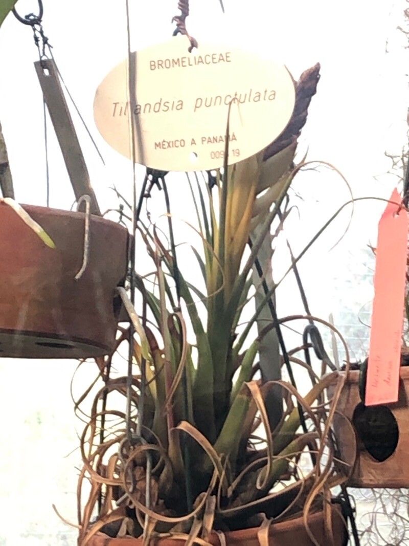 Tillandsia punctulata — search result for 'Bromeliaceae'