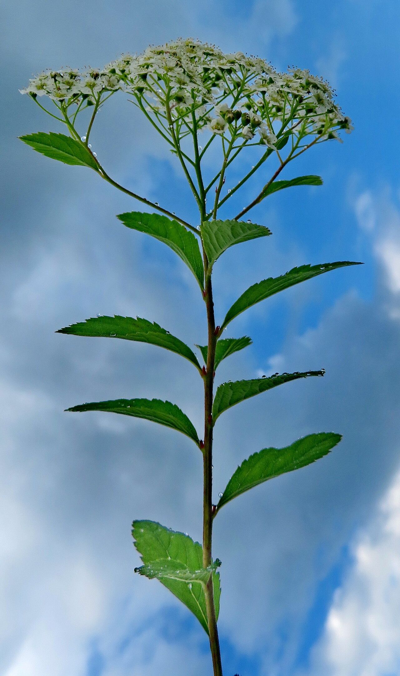Spiraea decumbens flower