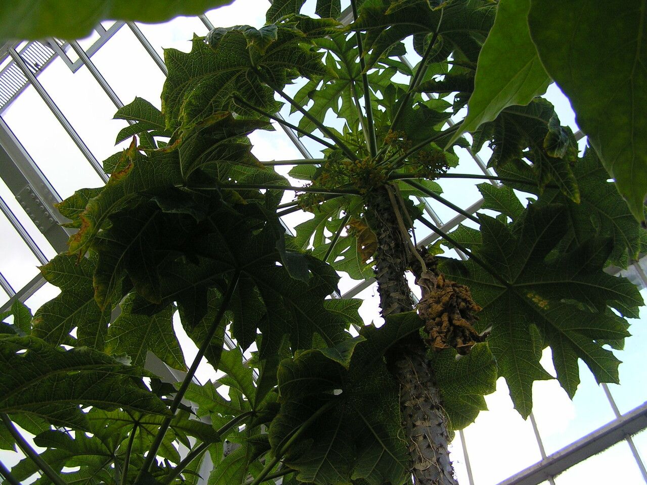 Carica stipulata habit