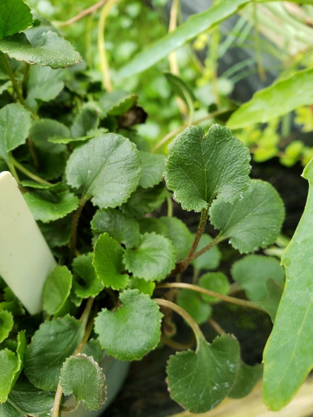 Gunnera prorepens — houseplant care guide