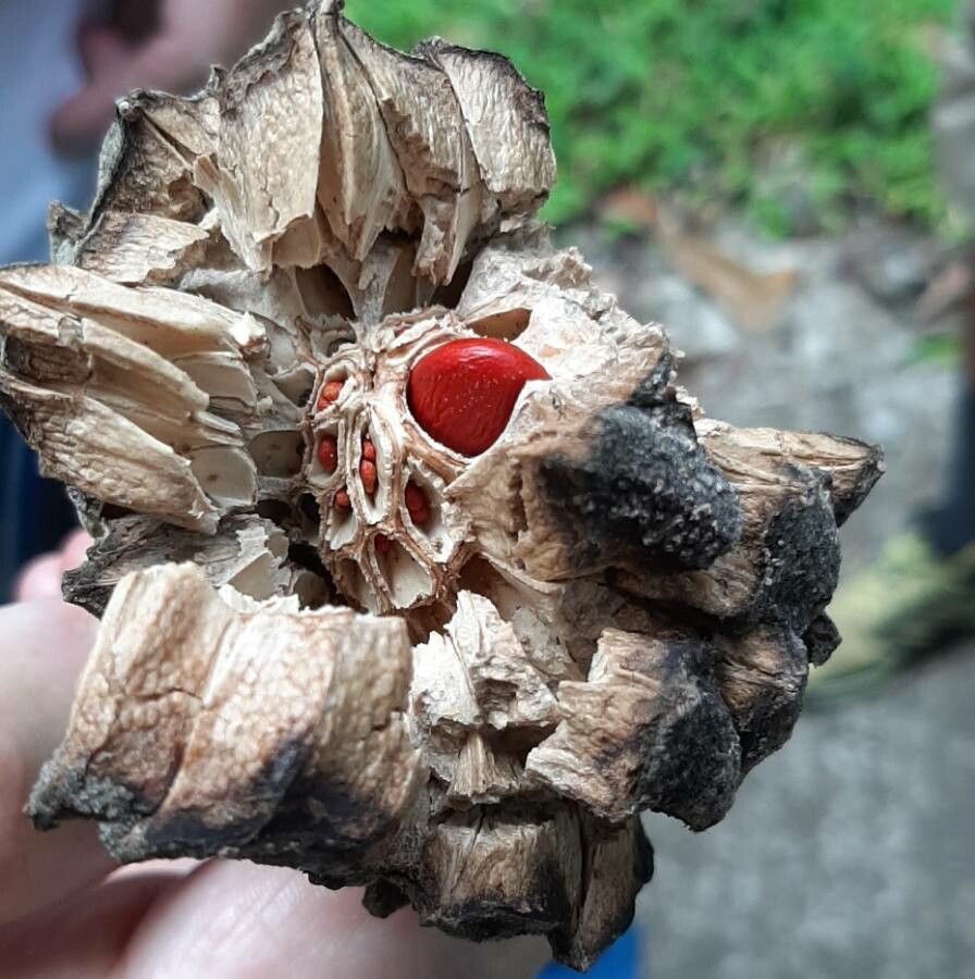 Magnolia dodecapetala fruit