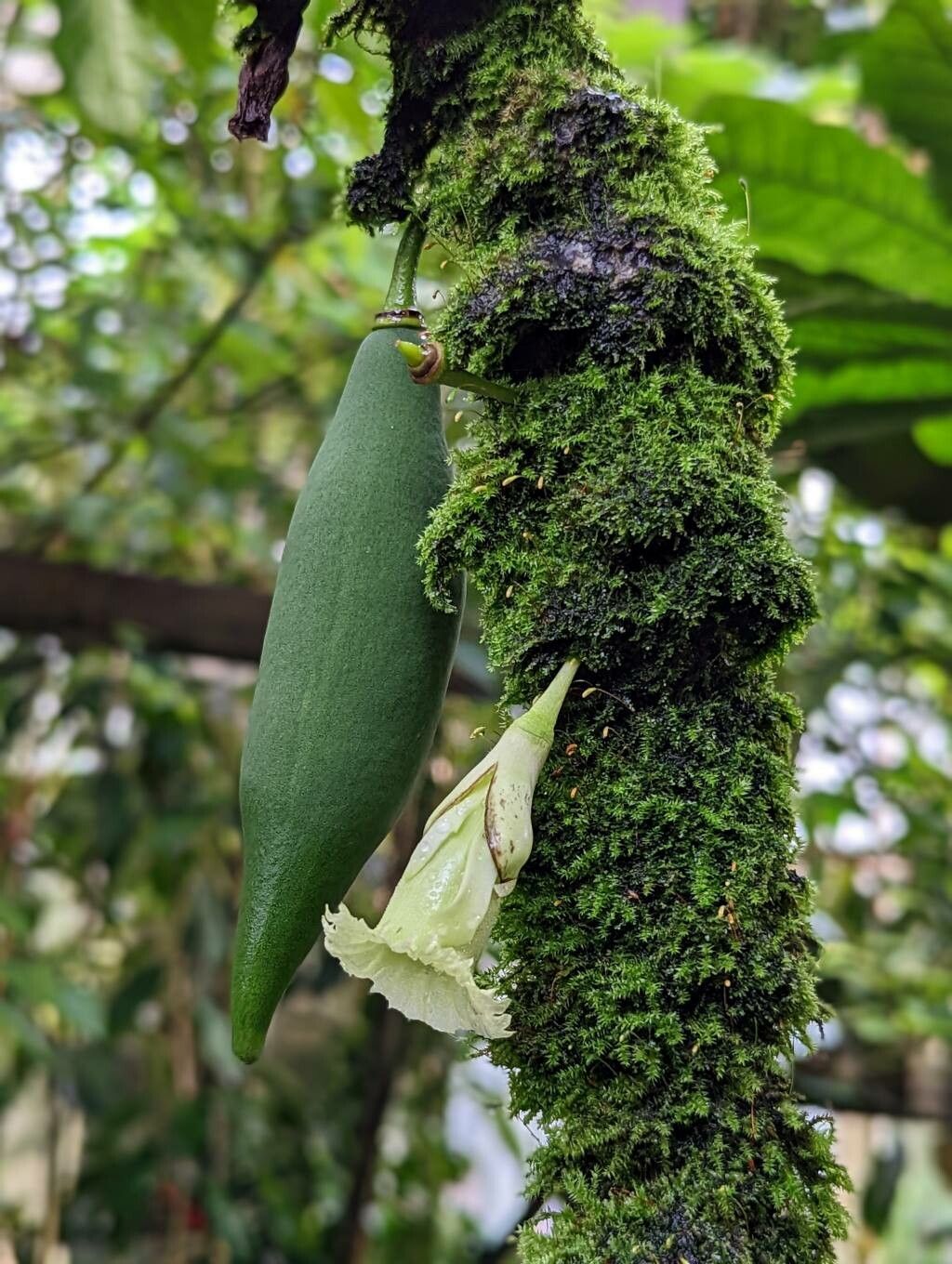 Amphitecna macrophylla fruit