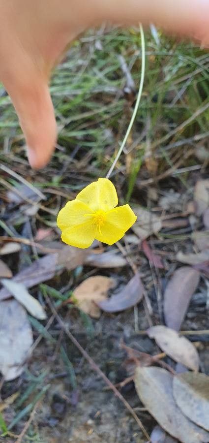 Xyris gracilis — search result for 'Xyris'