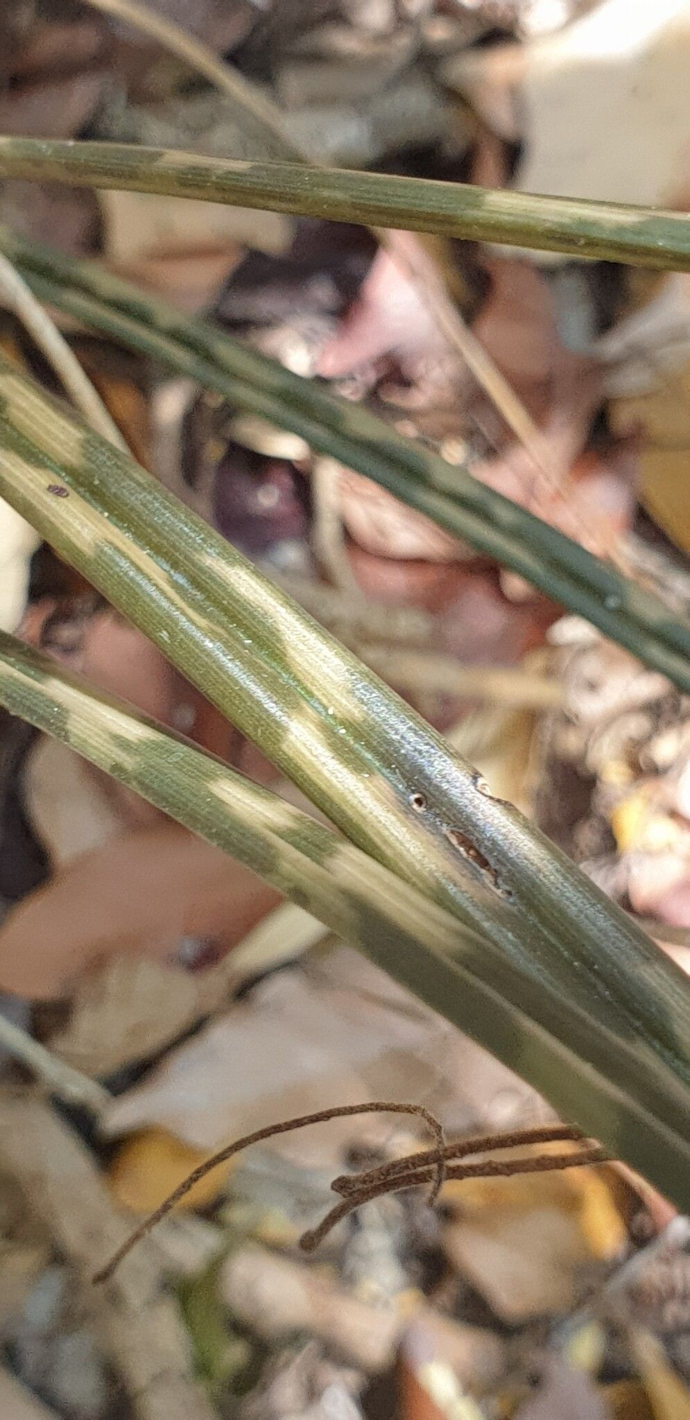 Eulophia bosseriana — houseplant care guide