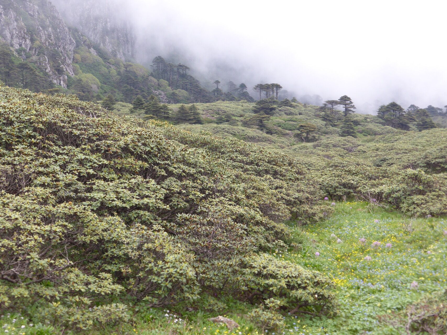 Rhododendron taliense habit