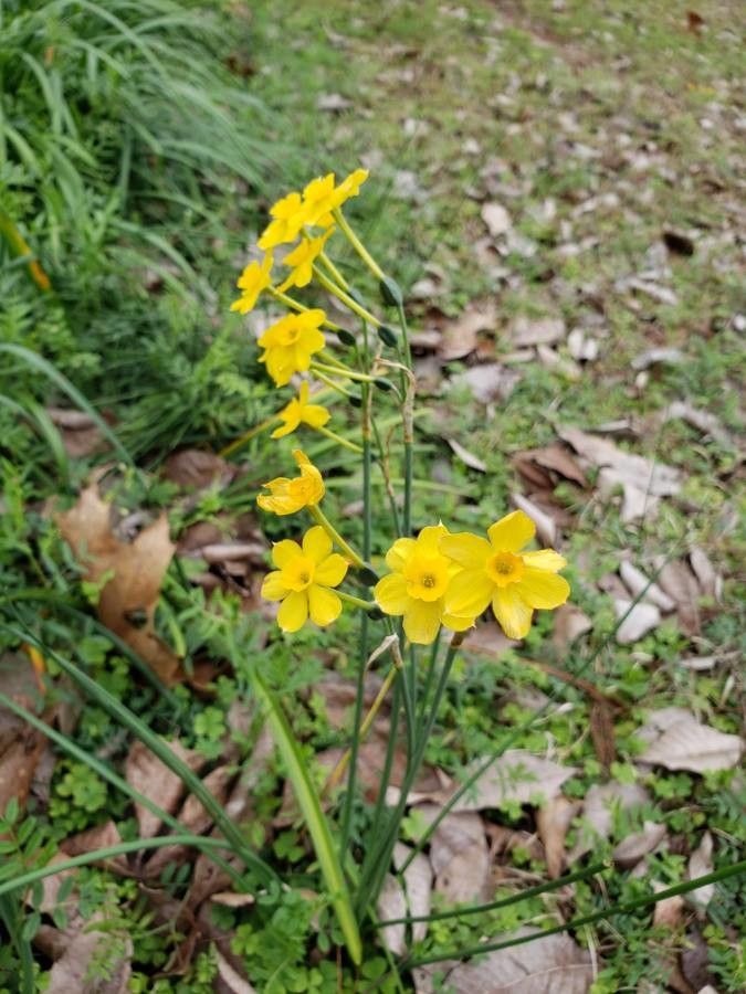 Narcissus jonquilla flower