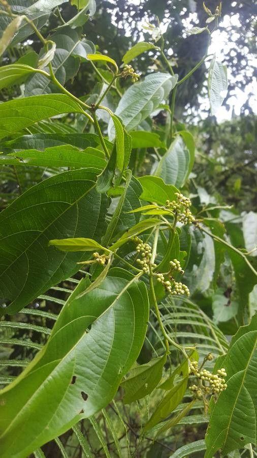 Cordia lucidula flower
