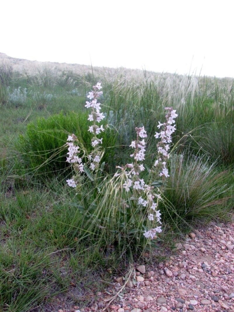 Penstemon albidus flower