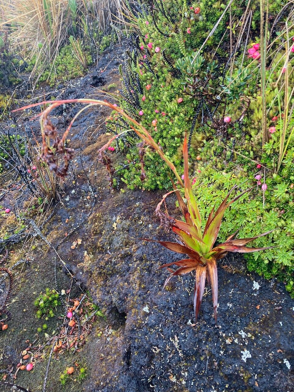 Luzula gigantea habit