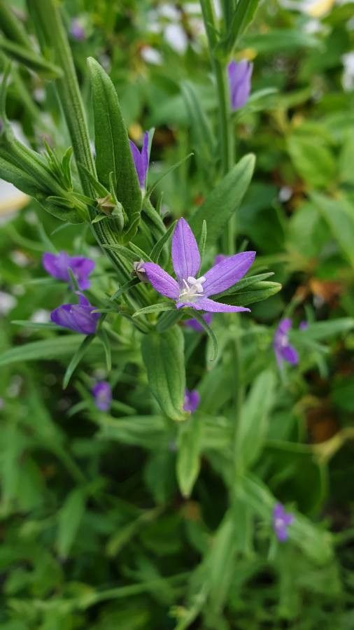 Legousia falcata flower