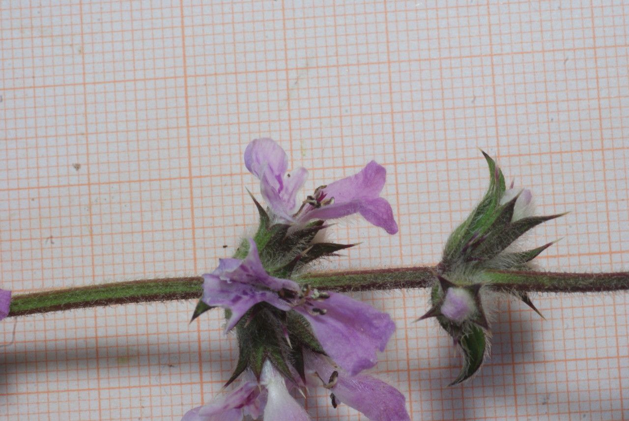 Stachys arenaria flower
