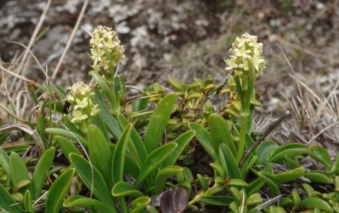 Valeriana celtica flower