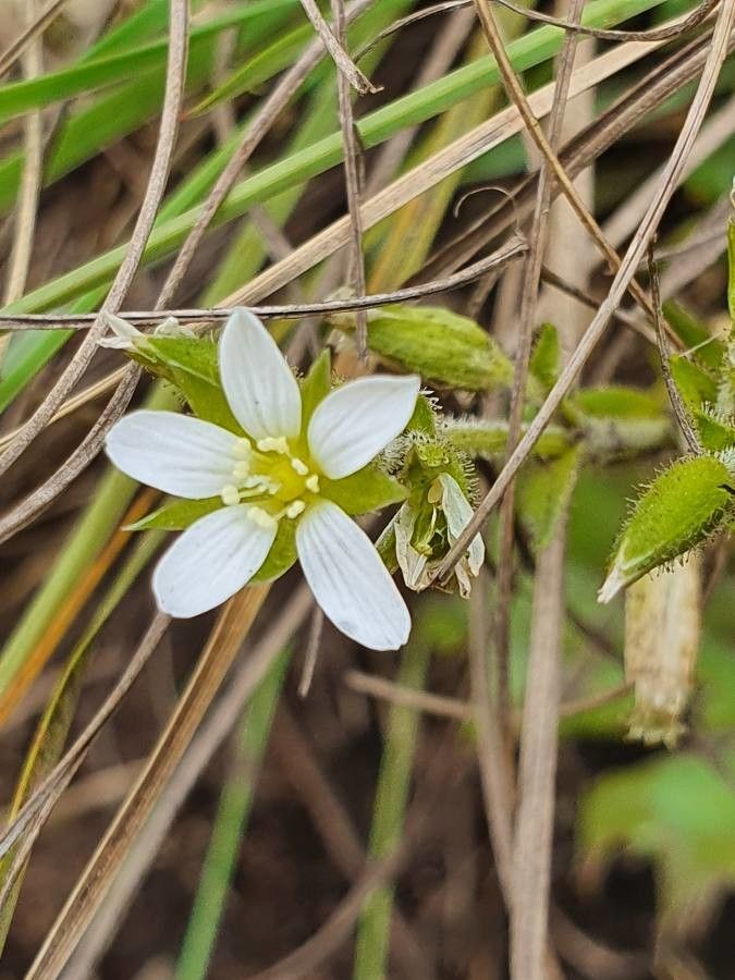 Arenaria foliosa — houseplant care guide
