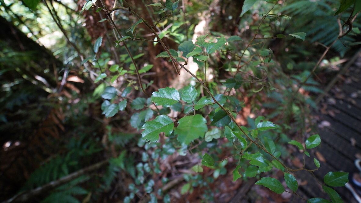 Rubus australis — houseplant care guide