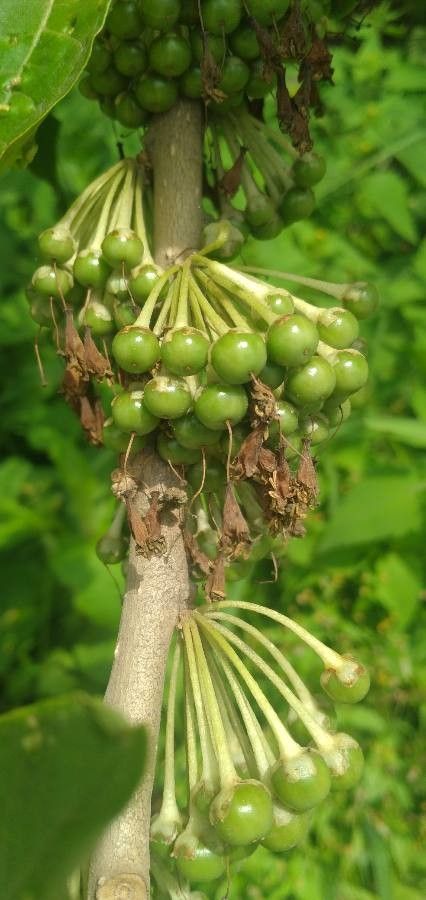 Acnistus arborescens fruit