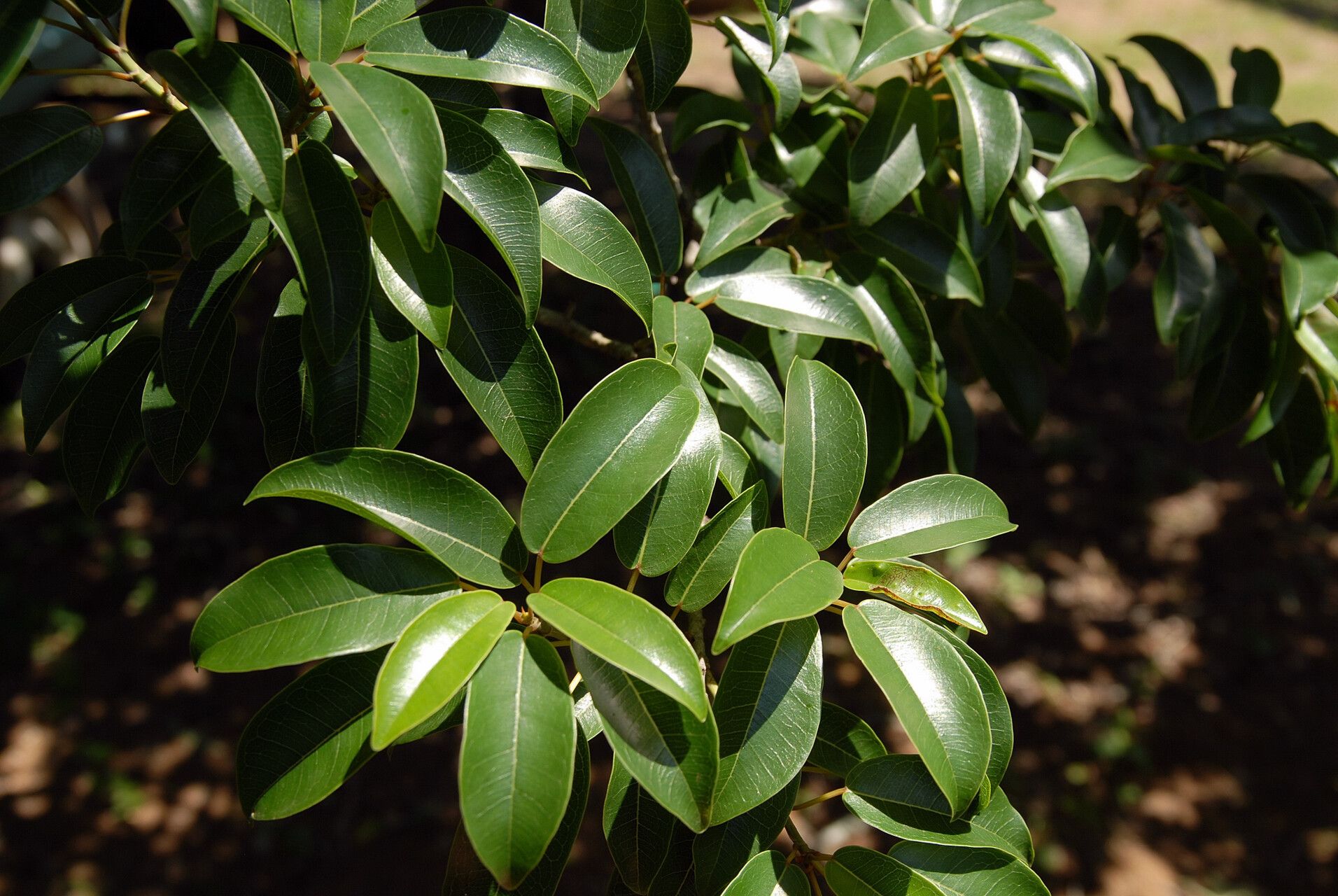 Ficus tremula — houseplant care guide