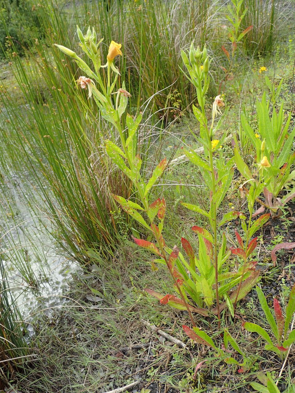 Oenothera subterminalis habit