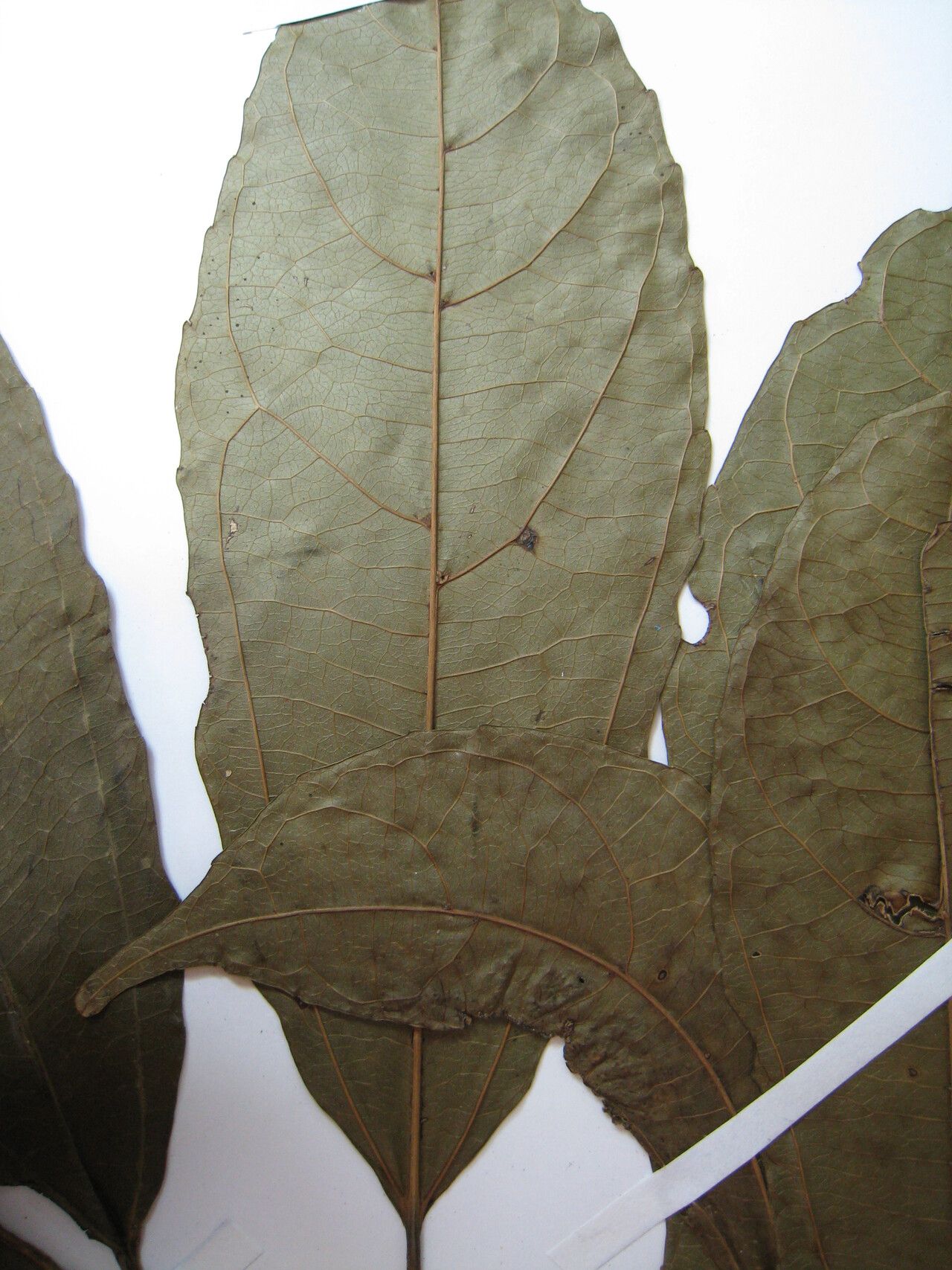 Alchorneopsis floribunda other