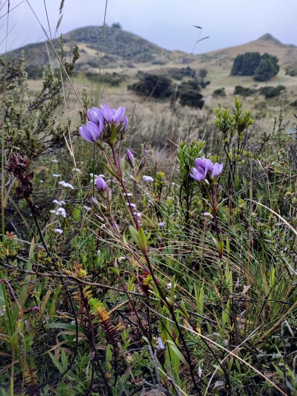 Gentianella corymbosa habit