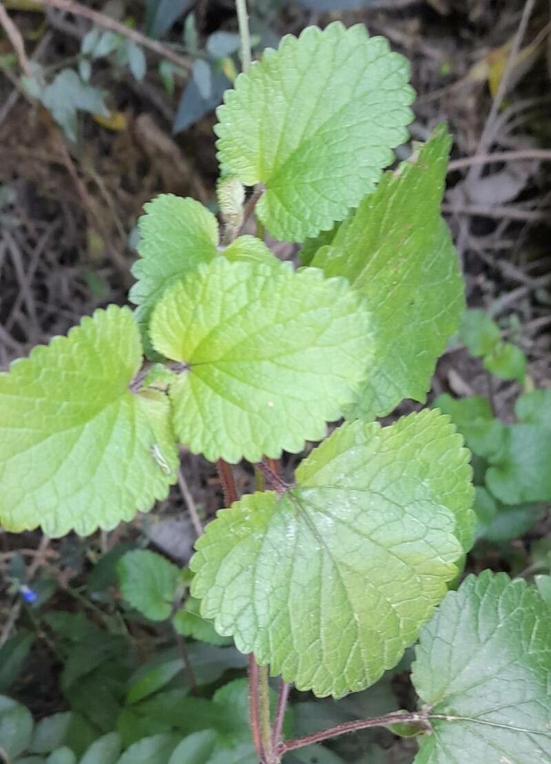 Salvia procurrens leaf