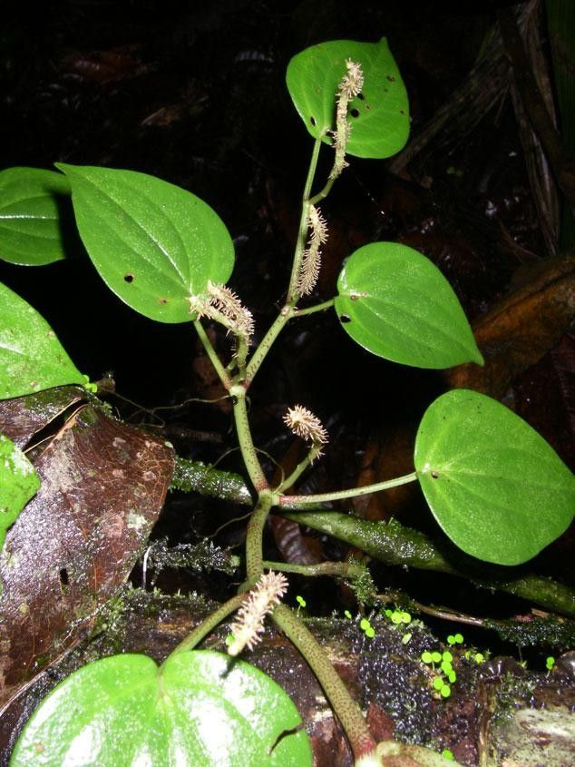 Peperomia calvicaulis other