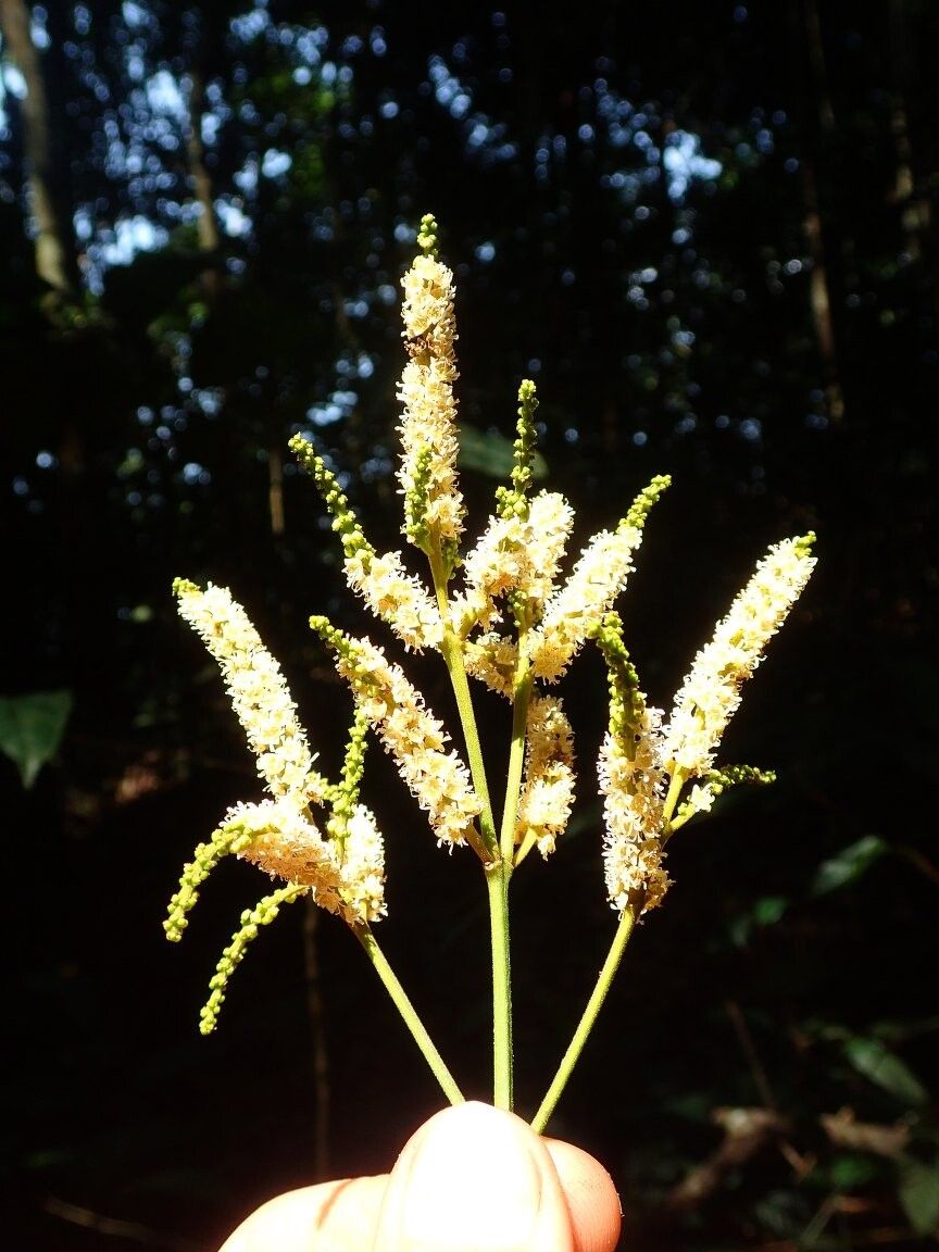 Combretum rupestre — houseplant care guide