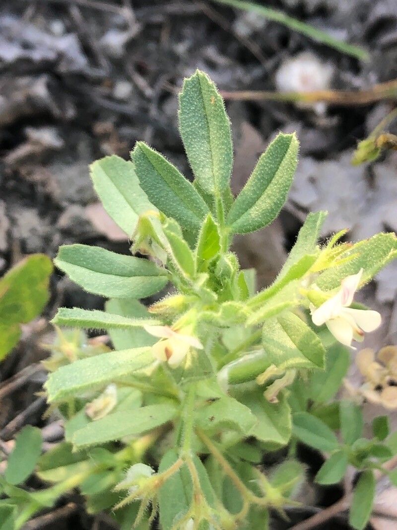 Ononis biflora — houseplant care guide