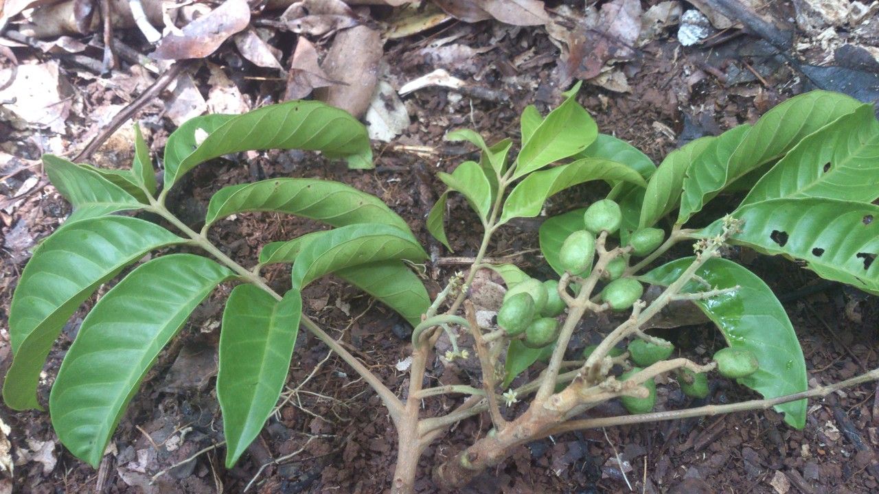 Tapirira guianensis fruit