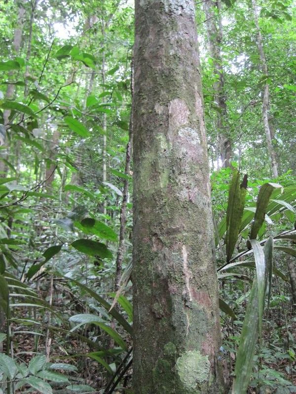 Eschweilera micrantha habit