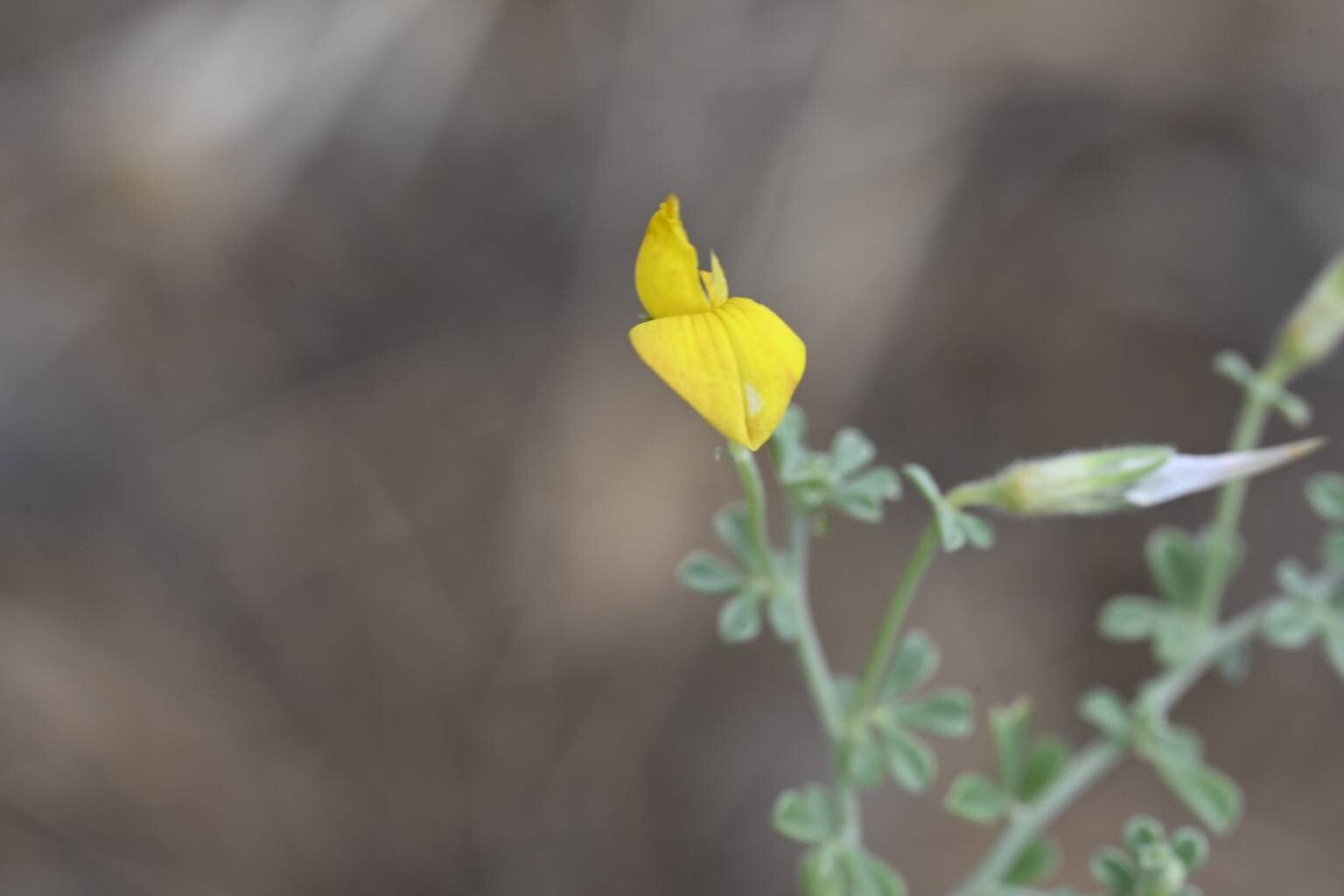 Lotus dumetorum flower