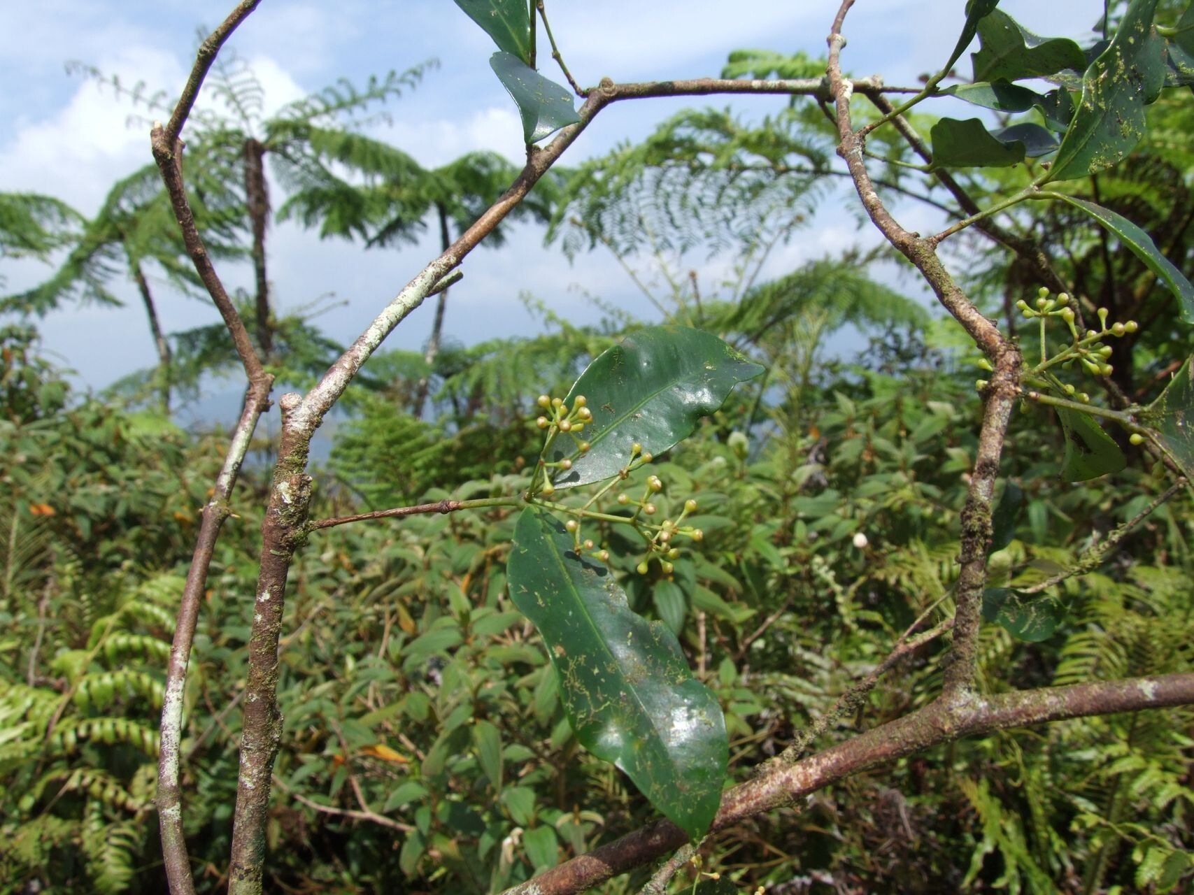 Syzygium brachycalyx habit