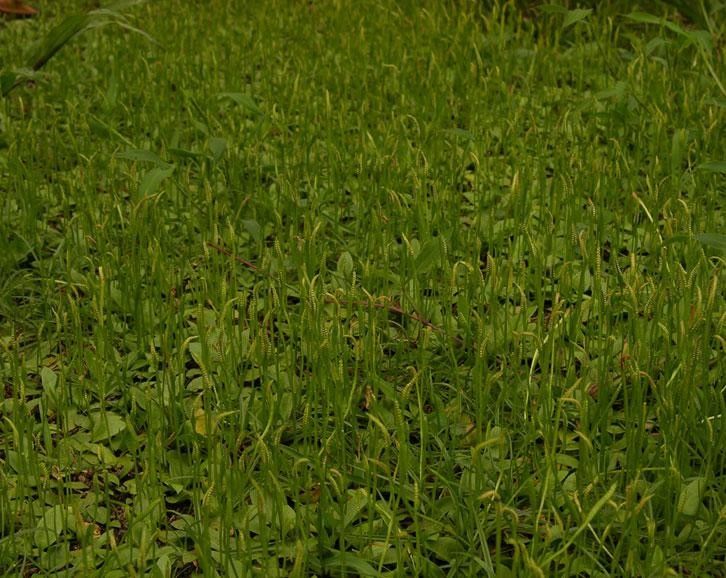 Ophioglossum nudicaule habit