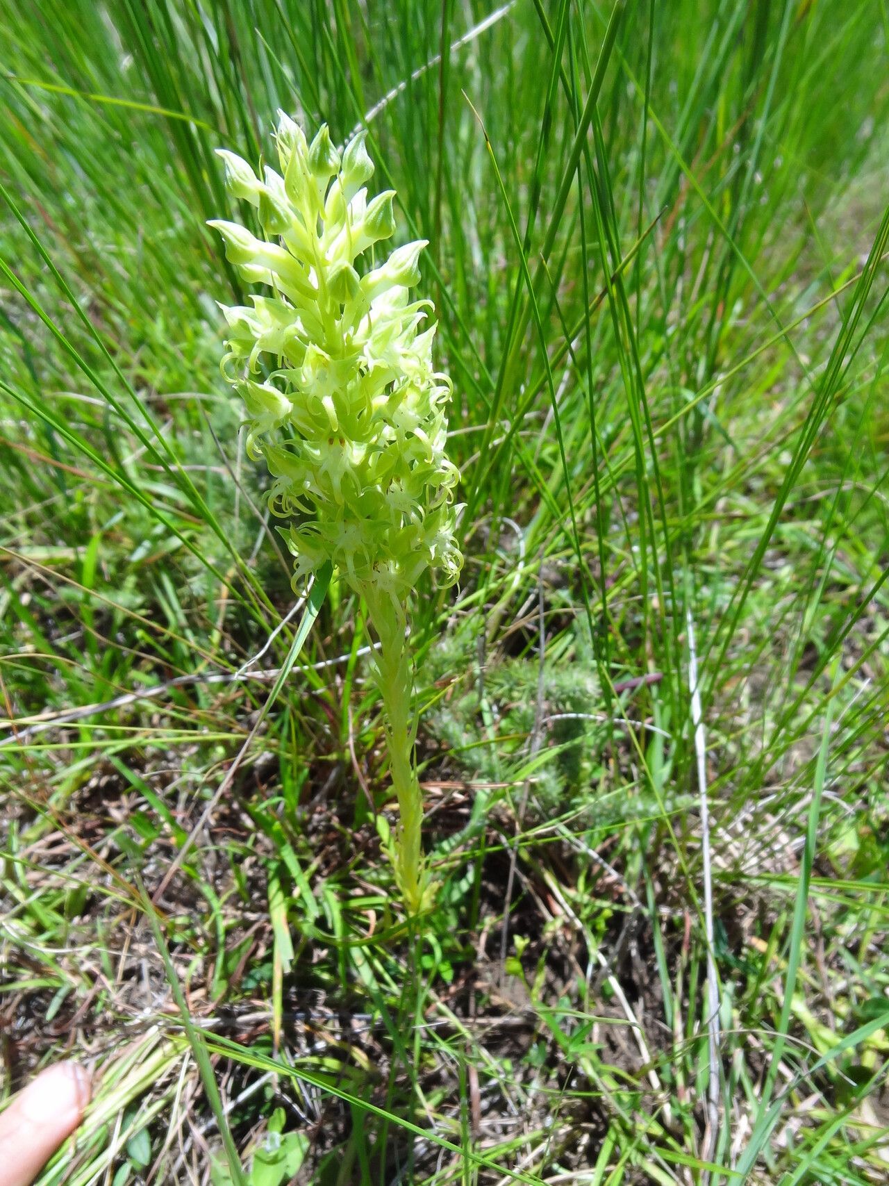 Habenaria dregeana — houseplant care guide