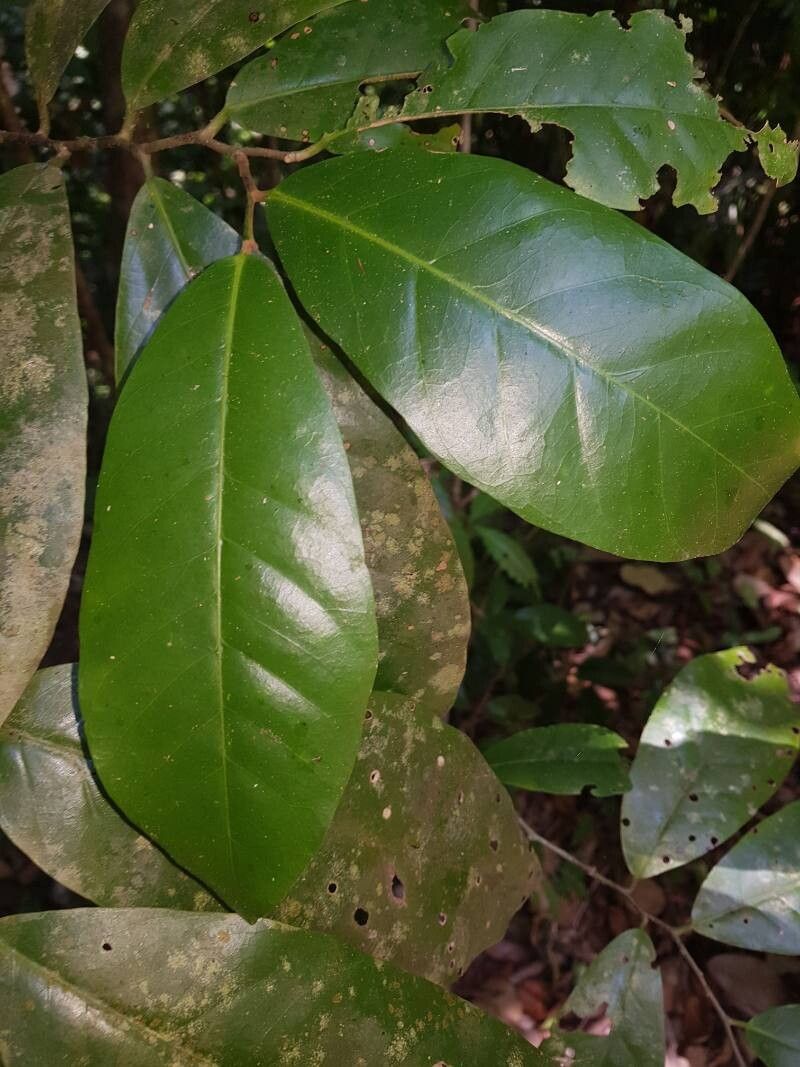 Aspidosperma myristicifolium leaf