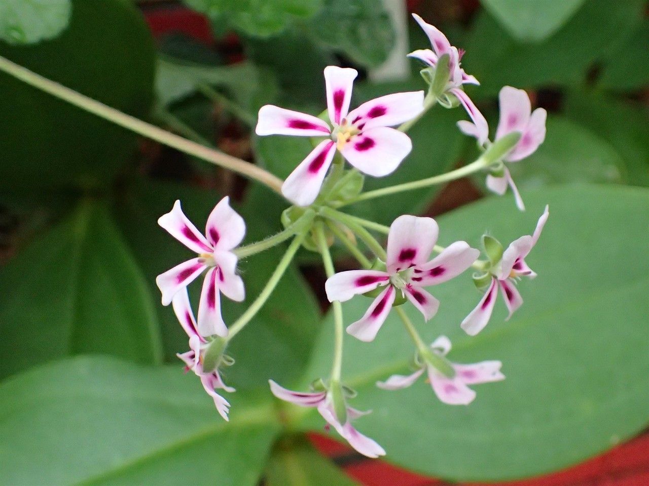 Pelargonium echinatum flower
